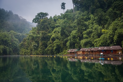 布朗的小屋附近绿树
